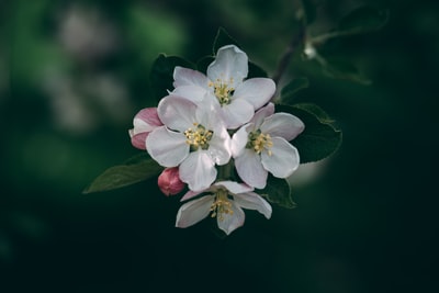 有粉红色花蕾的白花